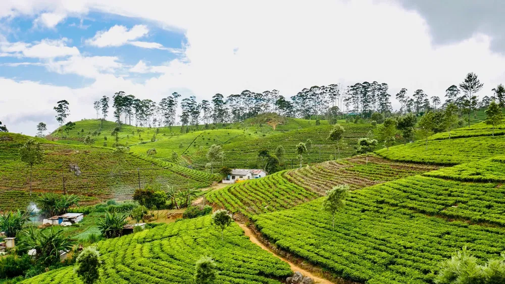 Haputale Tea Country Sri Lanka